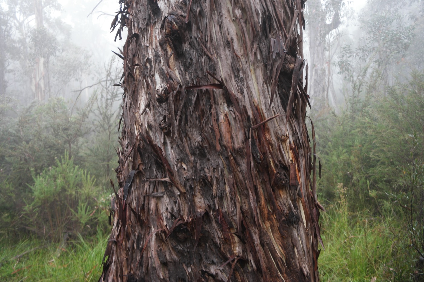 Misty eucalyptus forest in Namadgi National Park
