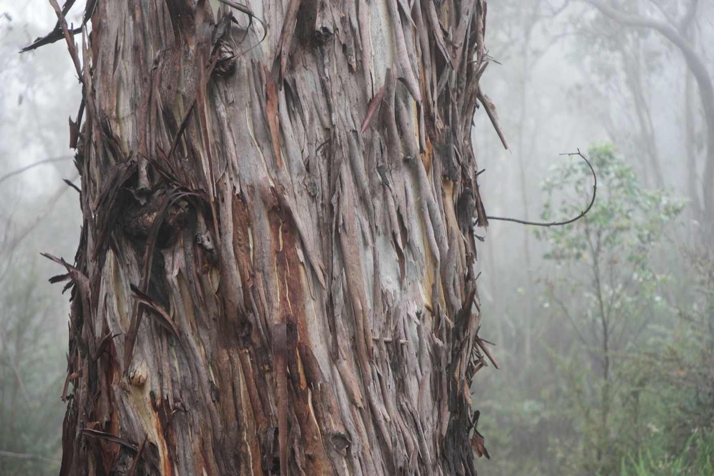 Eucalyptus bark and forest in Namadgi National Park