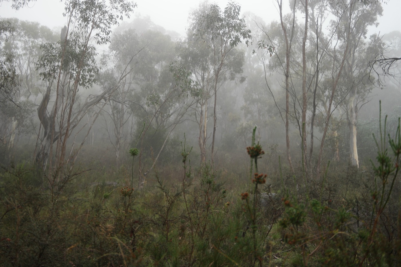 Eucalyptus woodland in Namadgi National Park