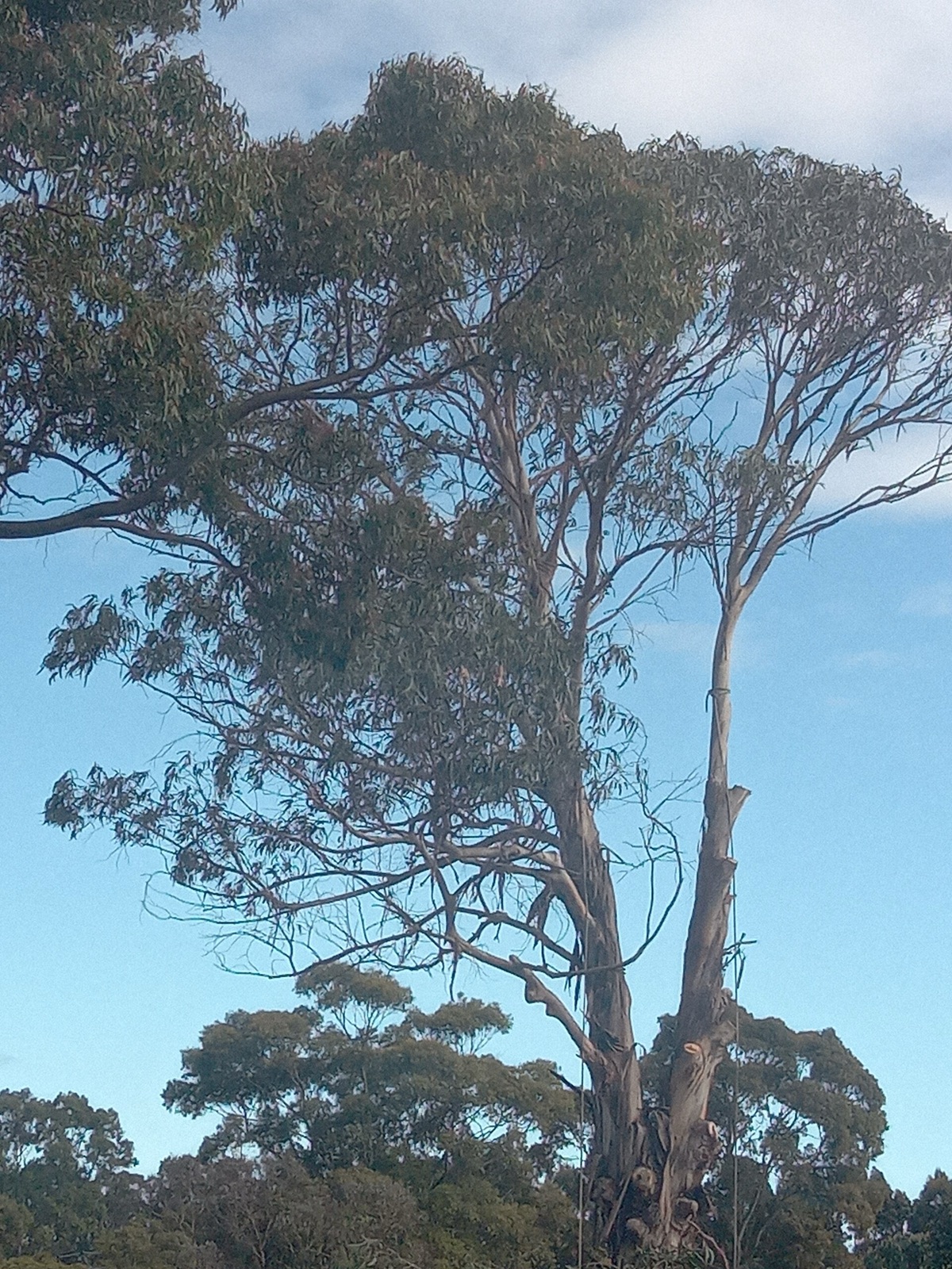 White gum eucalyptus in Kings Park, New South Wales